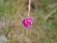 DSC 7935