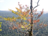 DSC 8060