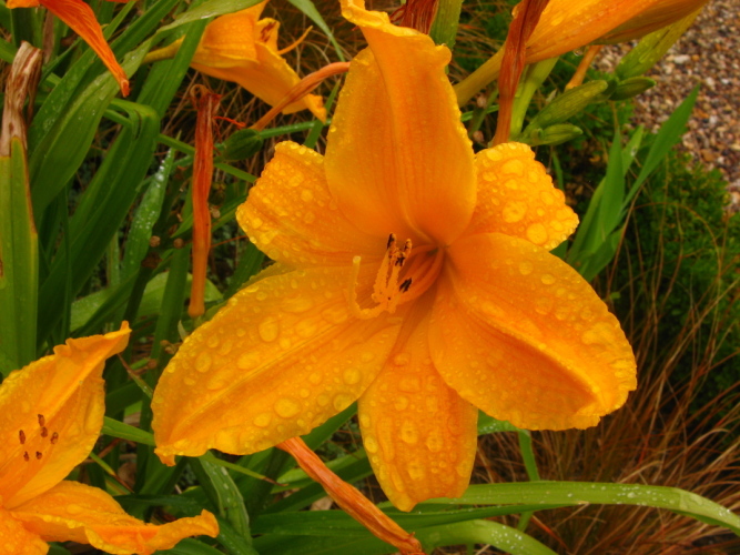 Diapositive Touraine_087.jpg (203ko)
